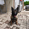dog, animal, pet, outdoor, pavement, tongue_out, happy, sitting, black_and_brown, collar, wall, drying_rack, traffic_cone, air_conditioner, concrete, sunlight, daytime, building, greenery, fence