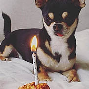 Gucci participe au concours pour gagner de l'argent avec cette photo : animal, birthday_candle, blanket, celebration, cozy, cute, dog, ear, face, food, fur, home, indoor, lying_down, muffin, paw, pet, resting, small_dog, tail