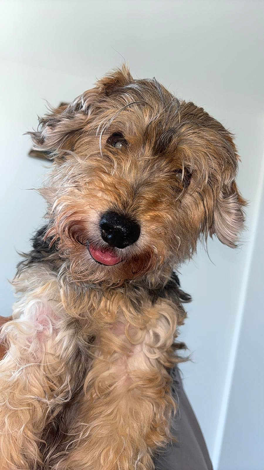 Pipou a rejoint le concours — aidez-le/la à gagner de superbes lots ! dog, pet, fluffy, scruffy, fur, tongue_out, close_up, portrait, cute, animal, canine, friendly, indoor, light_background, whiskers, ears, nose, eyes, muzzle, adorable
