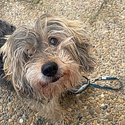 Pipou participe au concours pour gagner de l'argent avec cette photo : dog, scruffy, leash, outdoor, pet, fur, looking_up, closeup, pavement, animal, canine, curious, friendly, tongue_hidden, small_dog, brown, gray, white, cute, waiting