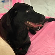 Lucia Isabel joined the competition — help win amazing prizes! animal, background, black_dog, blurred, canine, companion, dog, domestic_animal, ears, floor, happy, indoor, lying_down, mouth_open, pet, pink_mat, resting, side_view, snout, tongue_out