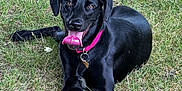 Lucia Isabel is registered to the contest to win money with this photo: dog, black_dog, grass, outdoor, pet, animal, collar, tongue, happy, playful, canine, fur, nature, mammal, laying_down, summer, friendly, domestic_animal, ears, snout