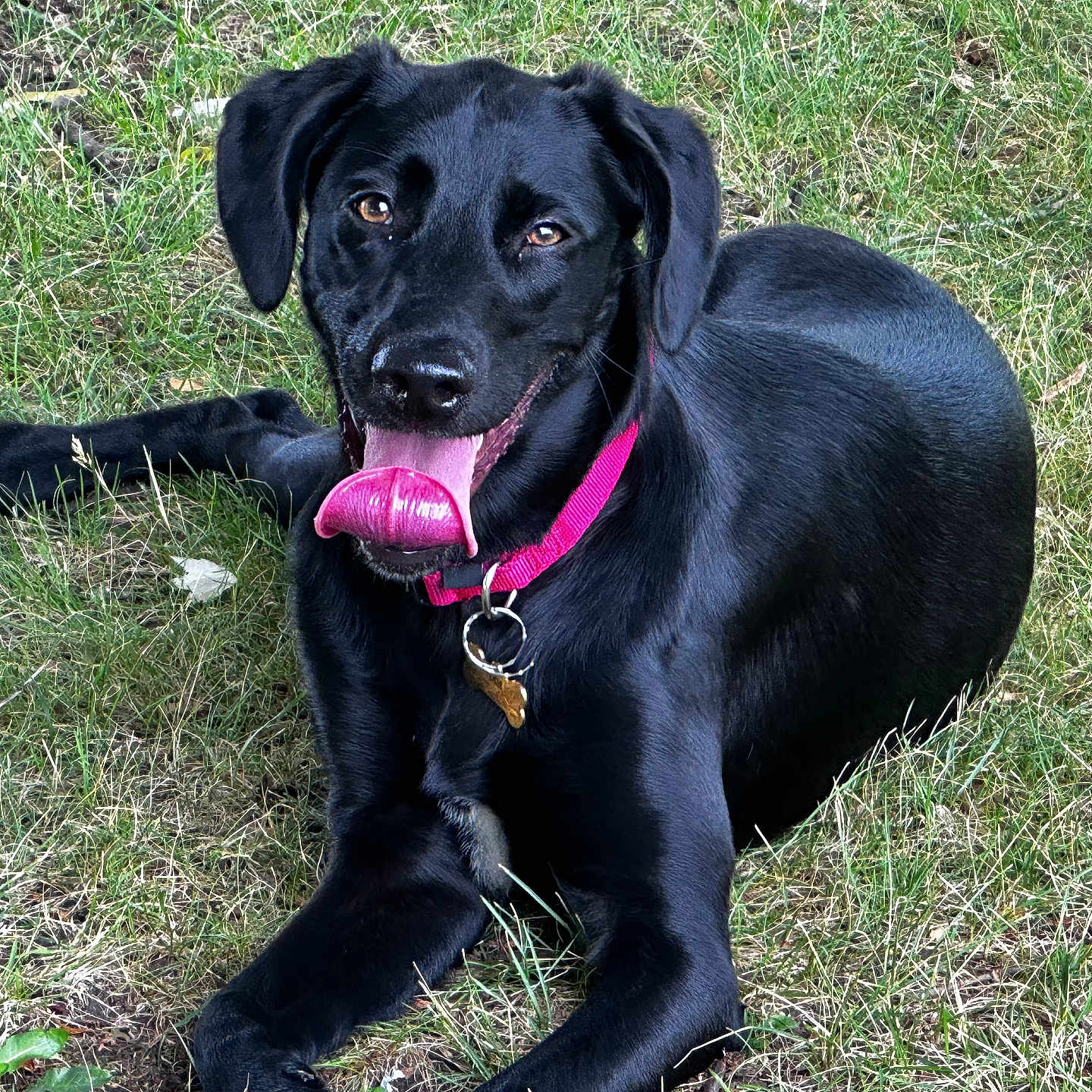 Lucia Isabel is registered to the contest to win money with this photo: animal, black_dog, canine, collar, dog, domestic_animal, ears, friendly, fur, grass, happy, laying_down, mammal, nature, outdoor, pet, playful, snout, summer, tongue