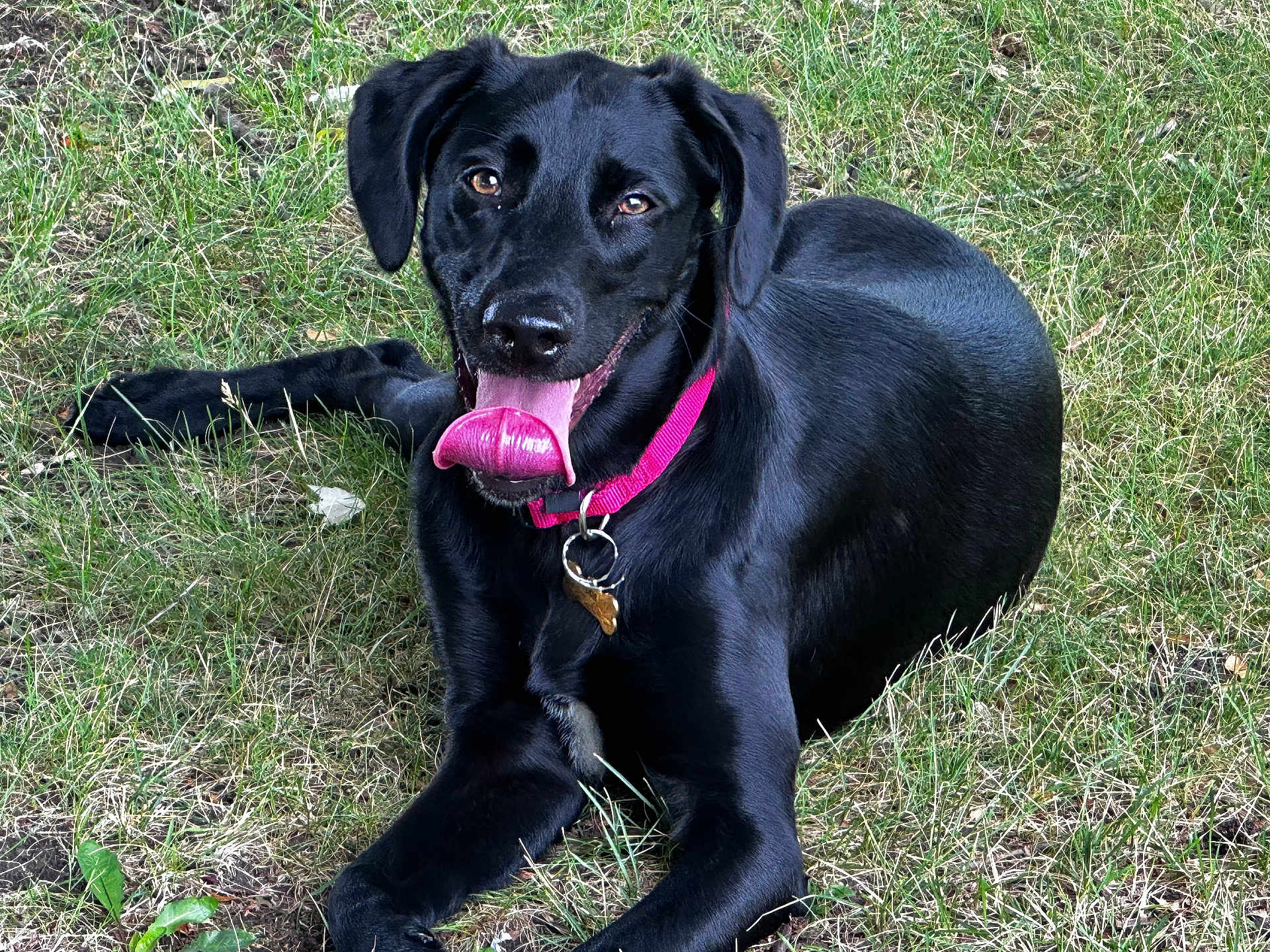 Lucia Isabel is registered to the contest to win money with this photo: dog, black_dog, grass, outdoor, pet, animal, collar, tongue, happy, playful, canine, fur, nature, mammal, laying_down, summer, friendly, domestic_animal, ears, snout