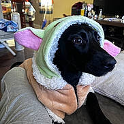 Lucia Isabel joined the competition — help win amazing prizes! dog, black_dog, costume, hood, pink_ears, pastel_colors, indoor, couch, furniture, living_room, pet, animal, cozy, relaxed, fur, domestic, canine, portrait, cute, companion