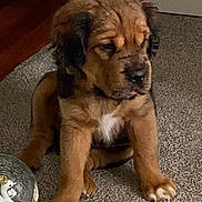 Coach joined the competition — help win amazing prizes! animal, brown_fur, carpet, companion, crown, cute, decor, dog, floor, furry, glass_object, household, indoor, pet, puppy, sitting, small, swan, white_patch, young_dog