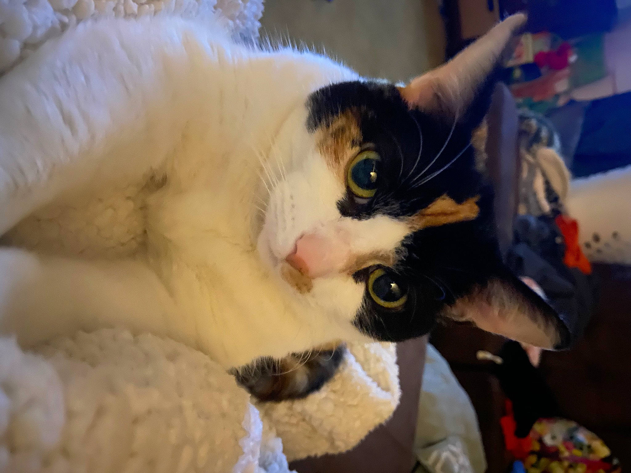 Fifi is registered to the contest to win money with this photo: carnivore, cat, cat_bed, claw, comfort, domestic_short_haired_cat, fawn, felidae, fur, linens, nap, paw, small_to_medium_sized_cats, tail, whiskers, wool