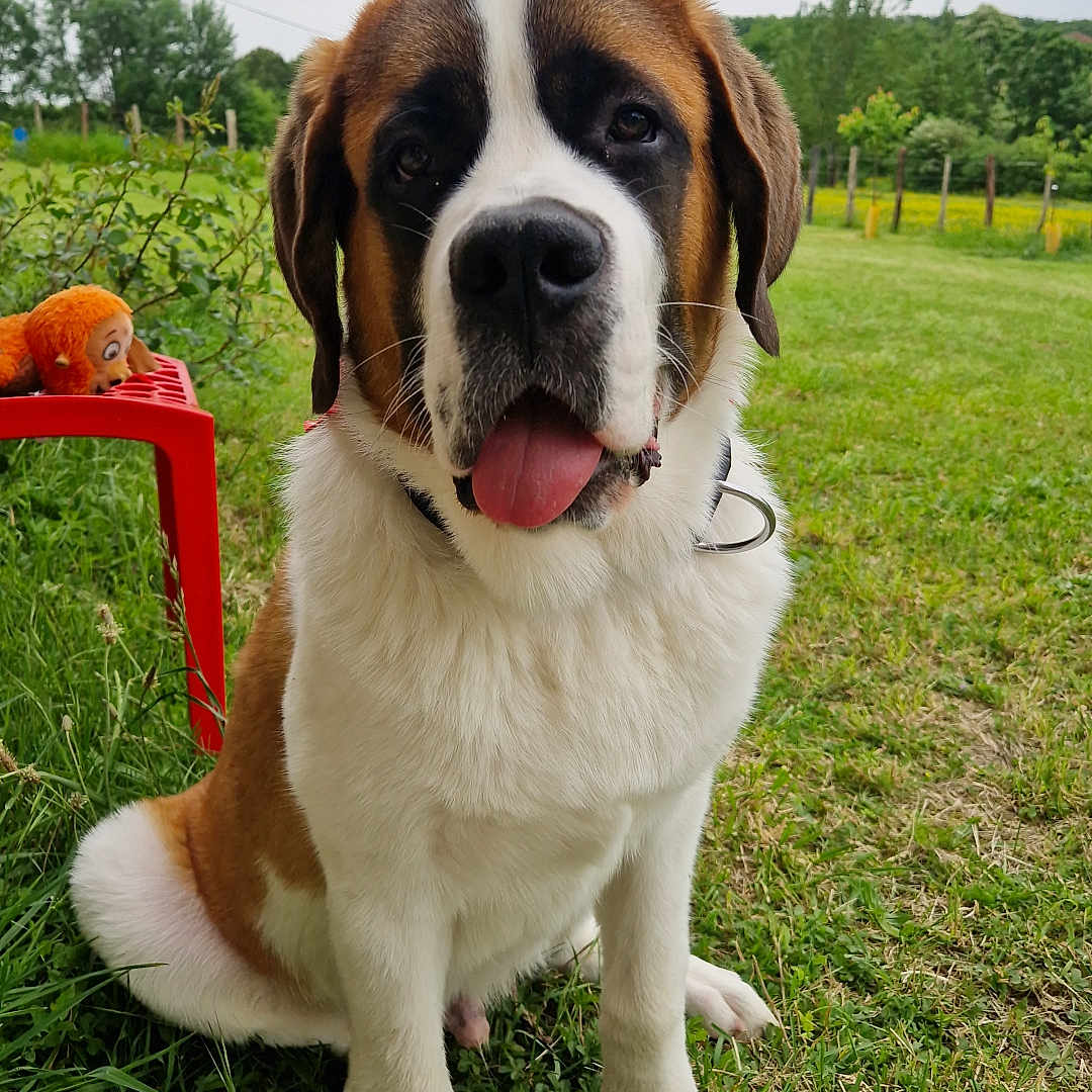 Volt participe au concours pour gagner de l'argent avec cette photo : animal, collar, cute, daylight, dog, friendly, fur, garden, grass, greenery, nature, outdoor, pet, playful, puppy, red_chair, saint_bernard, sitting, tongue_out, toy