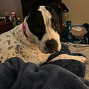 Zeus joined the competition — help win amazing prizes! dog, black_and_white, pink_collar, blanket, indoor, pet, cozy, fur, animal, laying_down, bedroom, furniture, table, bottle, relaxed, looking_at_camera, soft_texture, domestic, cute, spot