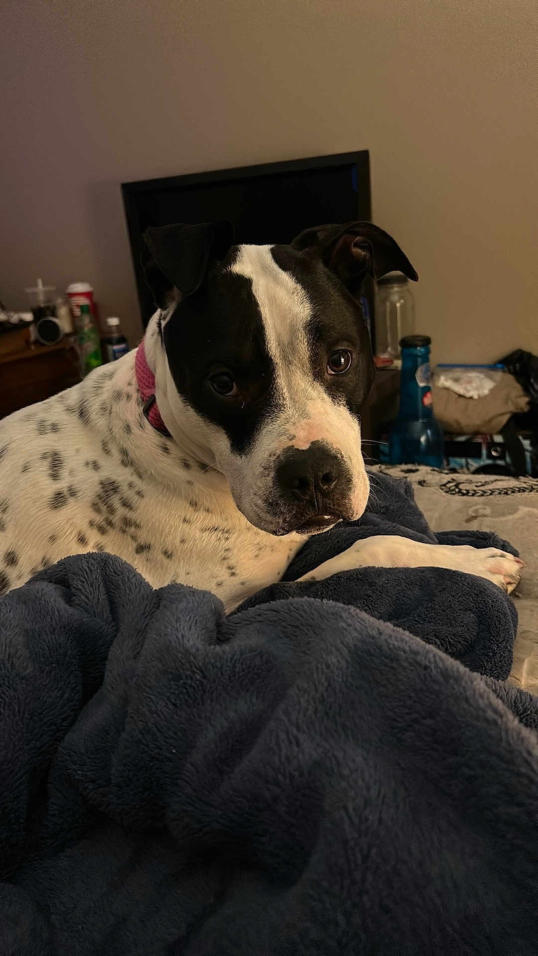 Zeus