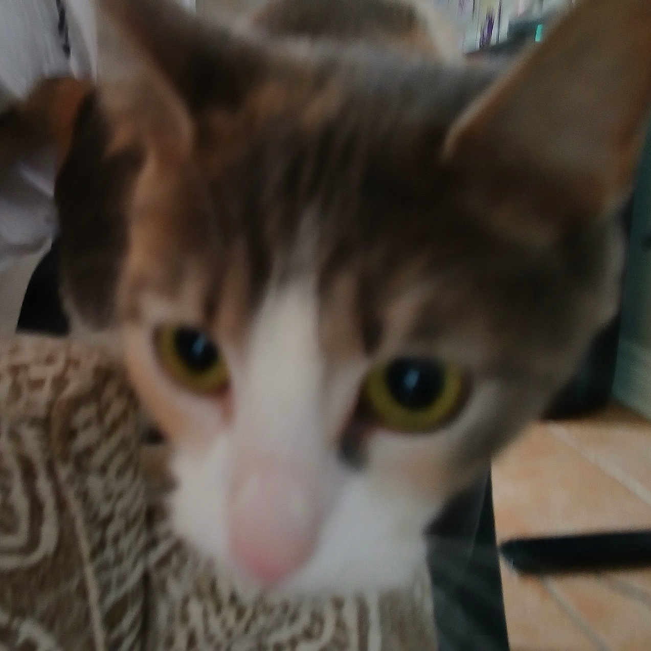 Kitty