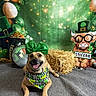 Brandy is registered to the contest to win money with this photo: animal, background, balloons, bandana, bow, carpet, celebration, costume, decorations, dog, festive, green, hay, holiday, indoor, pet, shamrocks, sign, smiling, st_patricks_day