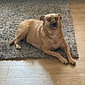 accessory, brown_dog, canine, cool, cozy, dog, floor, fur, heart_shaped, home, indoor, light, lying_down, pet, quiet, relaxed, rug, shadow, sunglasses, wood_floor
