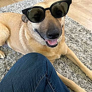 Brandy joined the competition — help win amazing prizes! accessory, black_nose, brown_fur, canine, carpet, casual, companion, cool, dog, floor, human_leg, indoor, jeans, paw, pet, rayban, relaxed, smiling, sunglasses, tongue