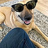 accessory, black_nose, brown_fur, canine, carpet, casual, companion, cool, dog, floor, human_leg, indoor, jeans, paw, pet, rayban, relaxed, smiling, sunglasses, tongue