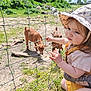 Emma participe au concours pour gagner de l'argent avec cette photo : child, toddler, hat, fence, goat, baby_goat, grass, outdoor, sunlight, tattoo, animal, farm, person, holding, nature, greenery, curious, daytime, baby, exploring