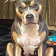 Bella is registered to the contest to win money with this photo: dog, sitting, indoor, pet, animal, ears, face, fur, brown, black, white, toy, curtains, portrait, looking, canine, expression, mammal, companion, home