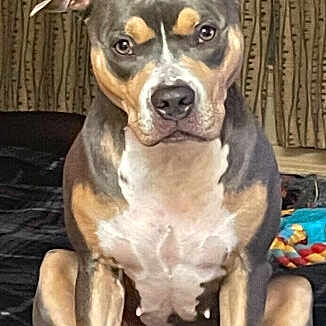 Bella is registered to the contest to win money with this photo: dog, sitting, indoor, pet, animal, ears, face, fur, brown, black, white, toy, curtains, portrait, looking, canine, expression, mammal, companion, home