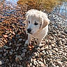 Baïko a rejoint le concours — aidez-le/la à gagner de superbes lots ! puppy, golden_retriever, dog, water, river, rocks, pebbles, outdoor, nature, sunlight, animal, cute, fur, young, daylight, reflection, shallow_water, curious, pet, landscape