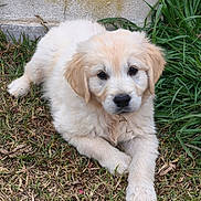 Baïko participe au concours pour gagner de l'argent avec cette photo : puppy, golden_retriever, dog, grass, outdoor, animal, pet, cute, fluffy, young, laying_down, nature, wall, moss, fur, canine, friendly, adorable, resting, playful