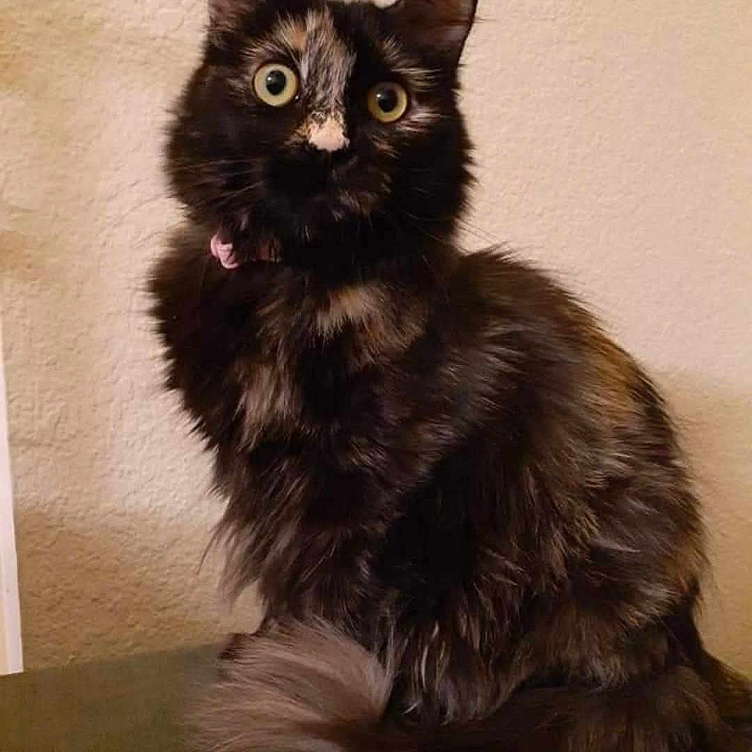Pepper