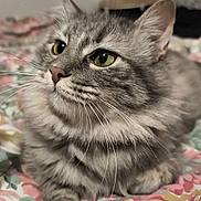 Boulette participe au concours pour gagner de l'argent avec cette photo : animal, bedspread, cat, close_up, cute, domestic_cat, feline, floral_pattern, fluffy, fur, gray_cat, green_eyes, indoor, lying_down, paw, pet, portrait, resting, tabby, whiskers