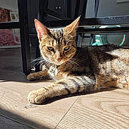 Minnie joined the competition — help win amazing prizes! cat, tabby, indoor, sunlight, wooden_floor, collar, tags, furniture, shadow, relaxed, pet, animal, mammal, whiskers, ears, paws, lying_down, domestic, calm, closeup