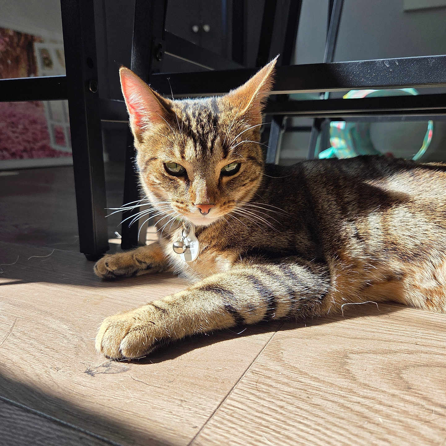 Minnie joined the competition — help win amazing prizes! cat, tabby, indoor, sunlight, wooden_floor, collar, tags, furniture, shadow, relaxed, pet, animal, mammal, whiskers, ears, paws, lying_down, domestic, calm, closeup