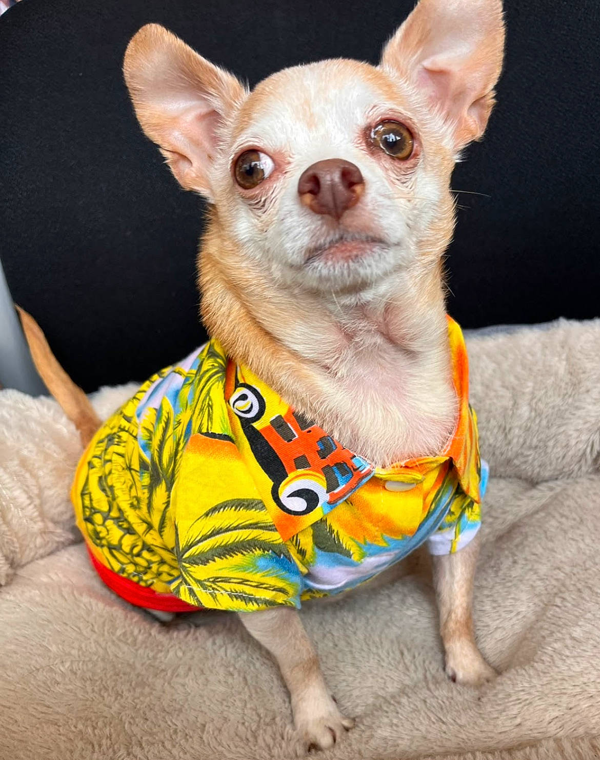 Jagger joined the competition — help win amazing prizes! canidae, carnivore, chihuahua, collar, companion_dog, dog, dog_breed, dog_clothes, dog_collar, dog_supply, ear, fashion_accessory, fawn, pet_supply, pink, russkiy_toy, snout, toy_dog, whiskers, working_animal