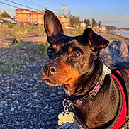 Shautzie is registered to the contest to win money with this photo: accessories, animal, bulldog, canine, chihuahua, collar, dog, gravel, harness, hound, leash, outdoors, pebble, pet, pointer, puppy, road, rubble, strap, terrier