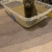 Smokey Aka Sparkplug joined the competition — help win amazing prizes! kitten, cat, litter_box, indoor, gray_fur, pet, animal, curious, wide_eyes, plastic_container, carpet, floor, cute, young, feline, domestic, sitting, small, fur, whiskers