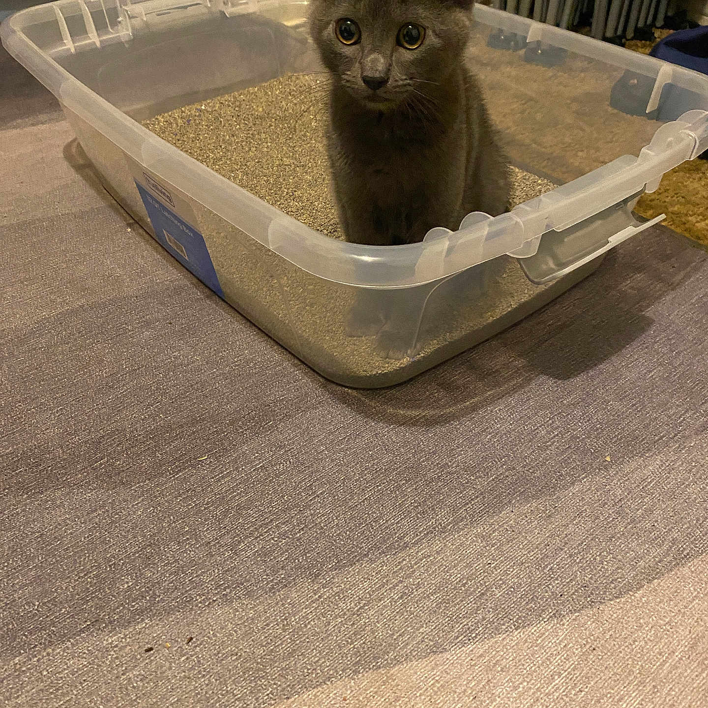 Smokey Aka Sparkplug joined the competition — help win amazing prizes! animal, carpet, cat, curious, cute, domestic, feline, floor, fur, gray_fur, indoor, kitten, litter_box, pet, plastic_container, sitting, small, whiskers, wide_eyes, young