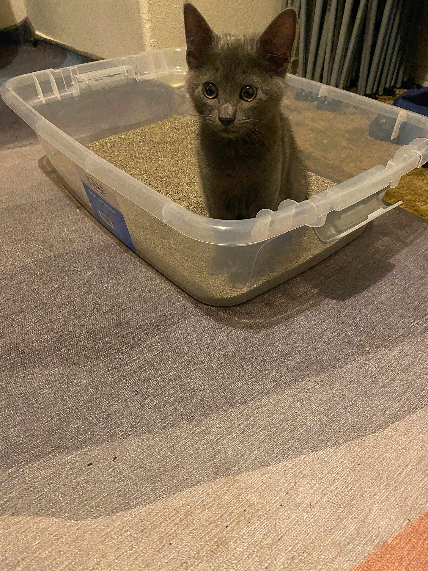 Smokey Aka Sparkplug joined the competition — help win amazing prizes! kitten, cat, litter_box, indoor, gray_fur, pet, animal, curious, wide_eyes, plastic_container, carpet, floor, cute, young, feline, domestic, sitting, small, fur, whiskers