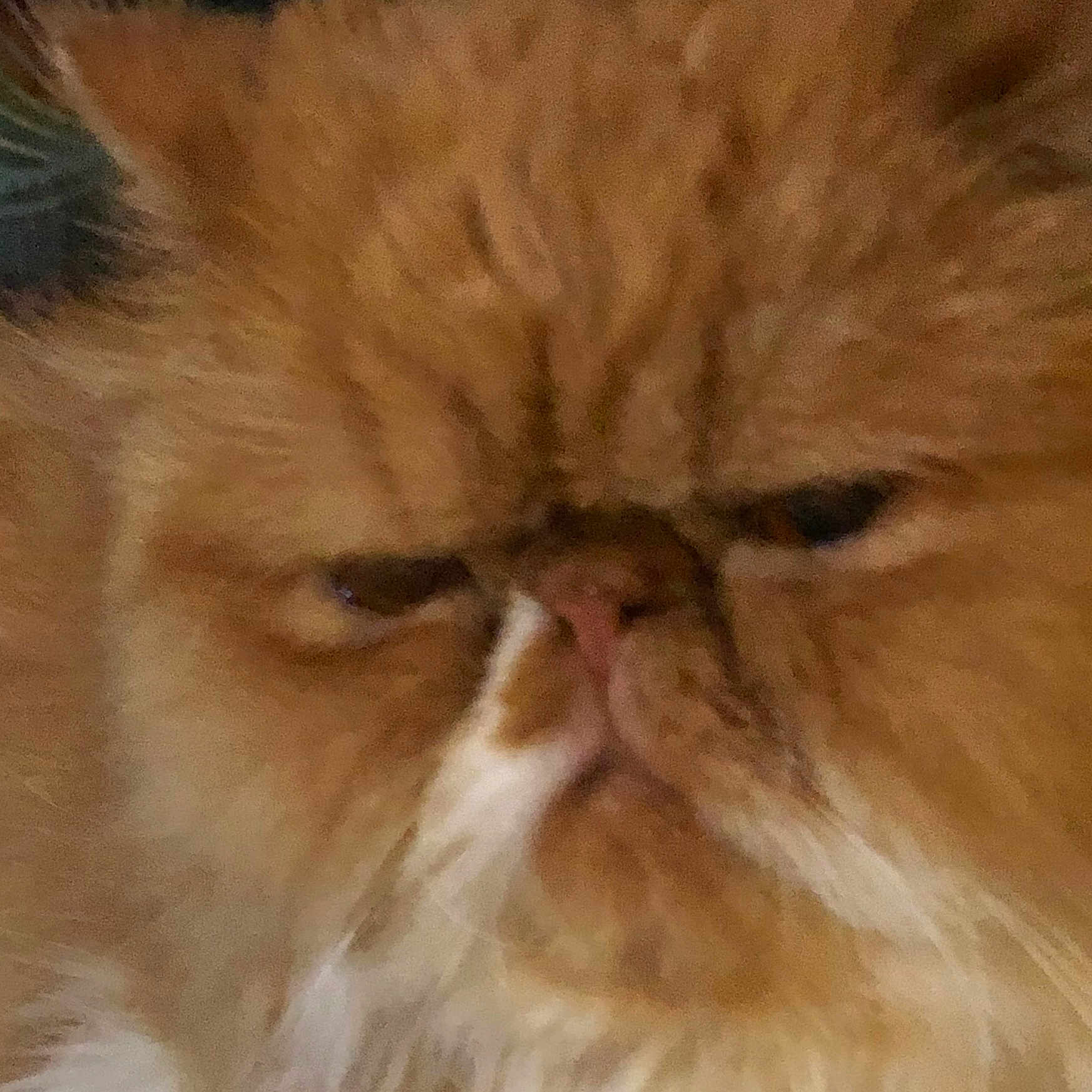 Bigotes