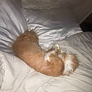 Bigotes is registered to the contest to win money with this photo: dog, bed, blanket, pillow, sleeping, cozy, indoor, fur, curled_up, pet, resting, soft, comfort, animal, canine, home, cute, relaxation, warm, napping