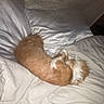 dog, bed, blanket, pillow, sleeping, cozy, indoor, fur, curled_up, pet, resting, soft, comfort, animal, canine, home, cute, relaxation, warm, napping