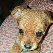 Charly participe au concours pour gagner de l'argent avec cette photo : puppy, dog, close_up, brown, fur, ears, paws, pet, animal, cute, young, indoors, person, clothing, pattern, leopard_print, pink, resting, lap, curious