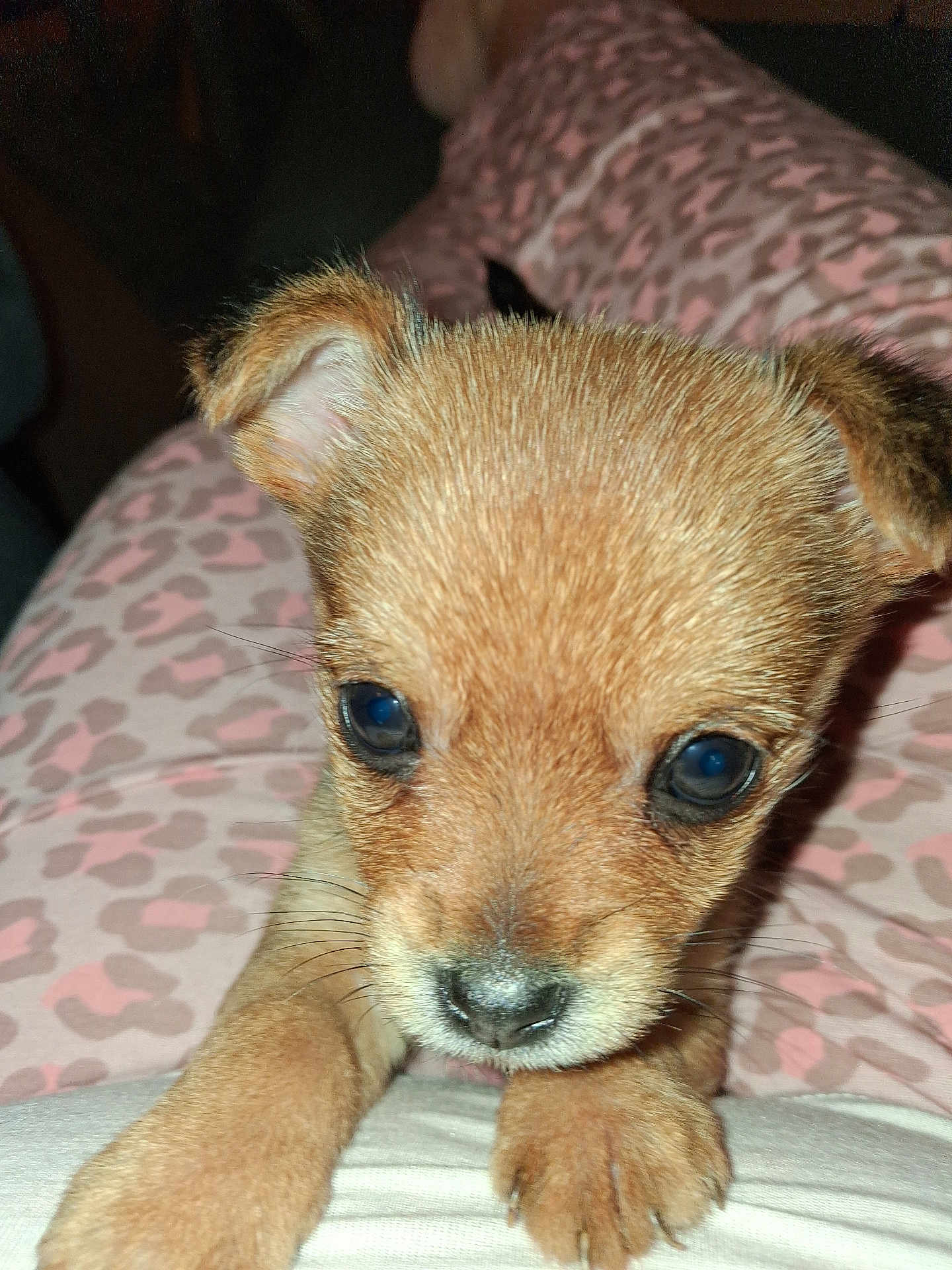 Charly participe au concours pour gagner de l'argent avec cette photo : puppy, dog, close_up, brown, fur, ears, paws, pet, animal, cute, young, indoors, person, clothing, pattern, leopard_print, pink, resting, lap, curious