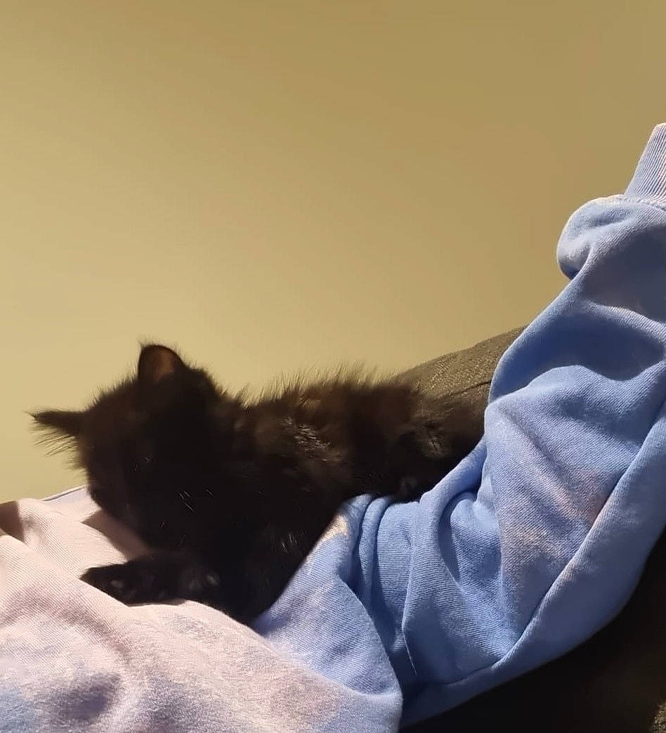 Keke joined the competition — help win amazing prizes! black_cat, canidae, carnivore, cat, cloud, comfort, companion_dog, dog_breed, domestic_short_haired_cat, felidae, foot, fur, gesture, human_leg, paw, small_to_medium_sized_cats, tail, tints_and_shades, whiskers, wood