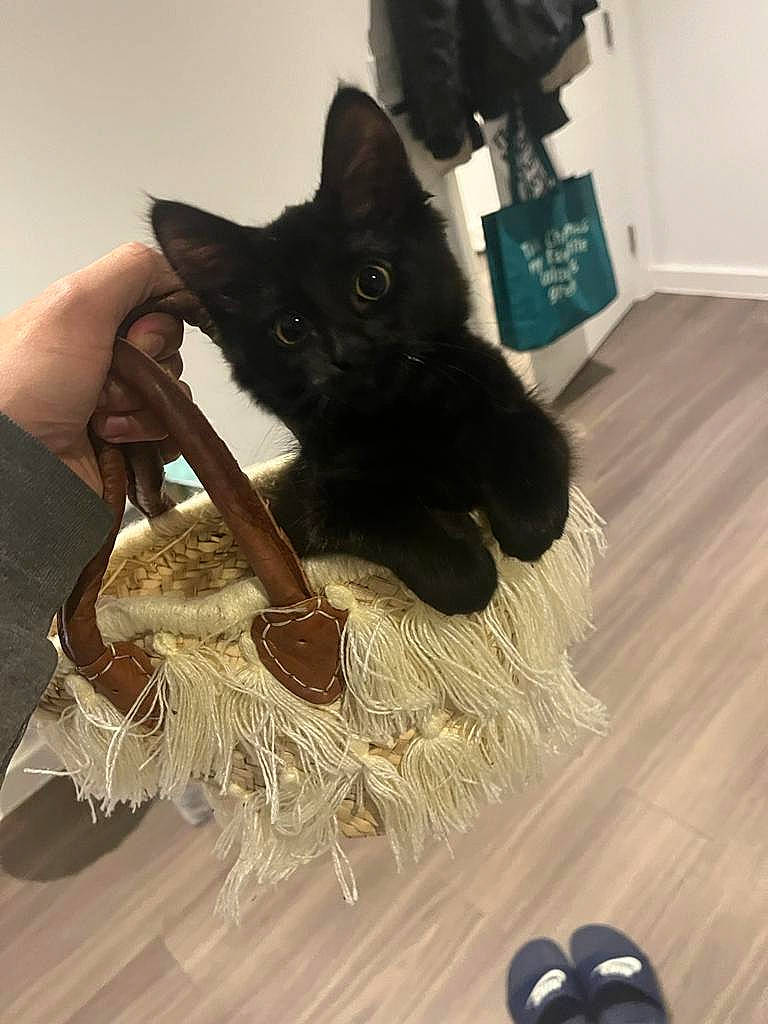 Keke joined the competition — help win amazing prizes! black, black_cat, bombay, broom, carnivore, cat, domestic_short_haired_cat, felidae, floor, flooring, fur, hardwood, household_supply, laminate_flooring, shoe, small_to_medium_sized_cats, tail, whiskers, wood, wood_stain