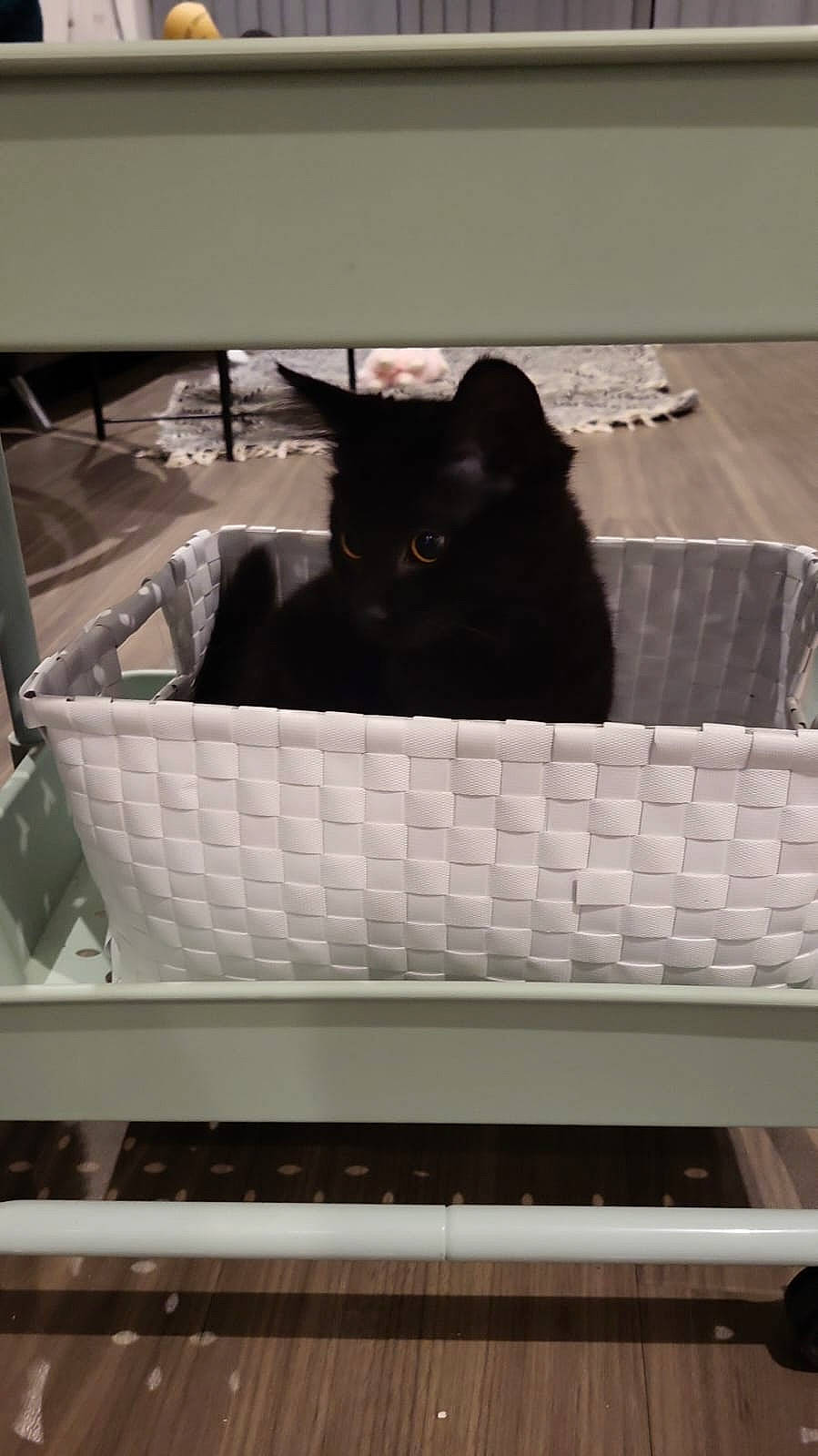 Keke joined the competition — help win amazing prizes! black_cat, bombay, box, cardboard, carnivore, carton, cat, cat_supply, domestic_short_haired_cat, drawer, felidae, packaging_and_labeling, packing_materials, pet_supply, rectangle, room, shipping_box, small_to_medium_sized_cats, whiskers