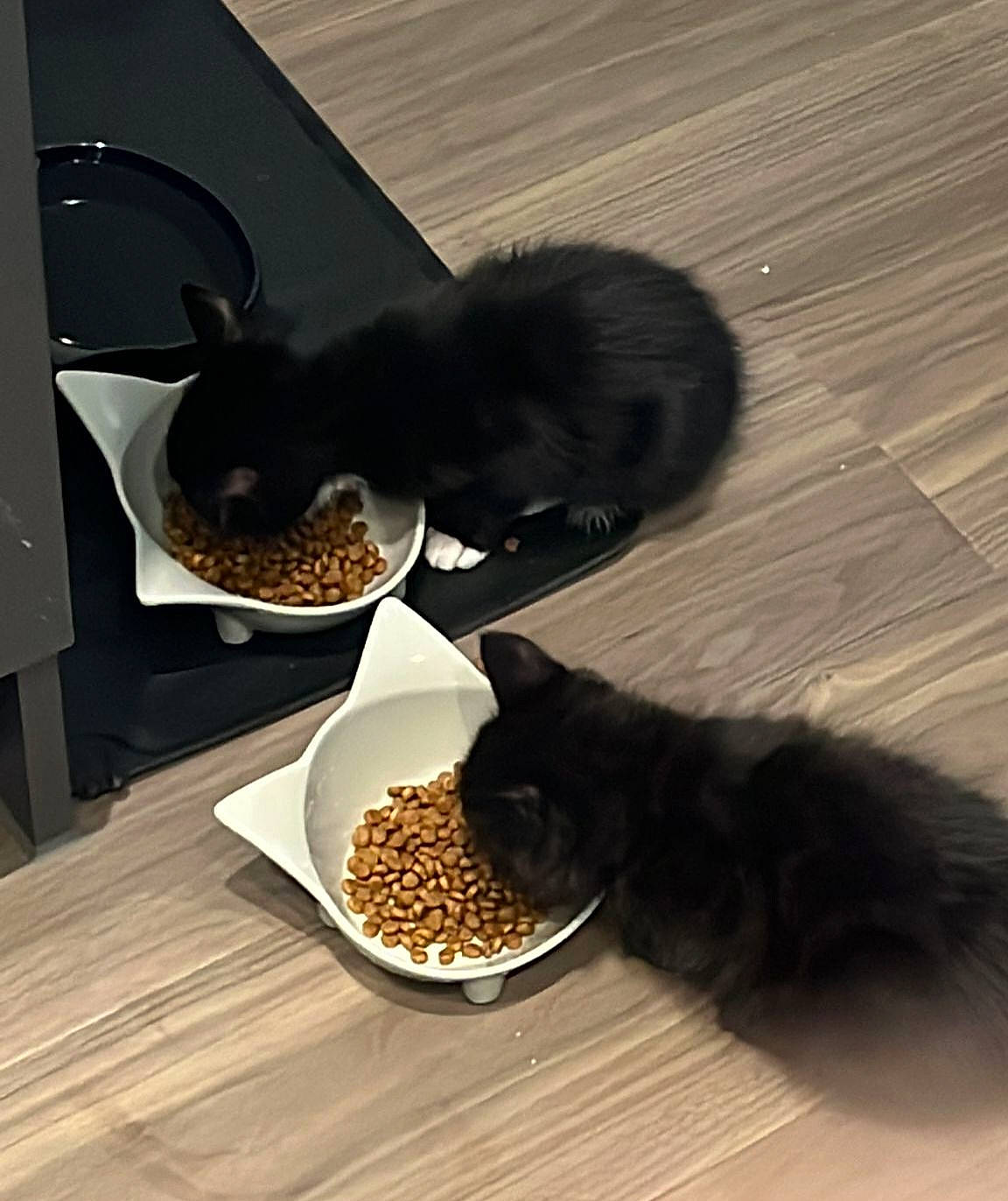 Keke is registered to the contest to win money with this photo: animal_feed, carnivore, cat, cat_food, cat_supply, cuisine, door_mat, felidae, flooring, food, ingredient, pet_food, pet_supply, recipe, small_animal_food, small_to_medium_sized_cats, staple_food, tableware, vegetable, whiskers