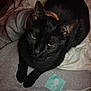 Taters is registered to the contest to win money with this photo: black_cat, cat, pet, animal, indoor, blanket, fabric, fur, resting, relaxed, yellow_eyes, cozy, person, lap, sleepwear, home, comfort, domestic_animal, close_up, feline