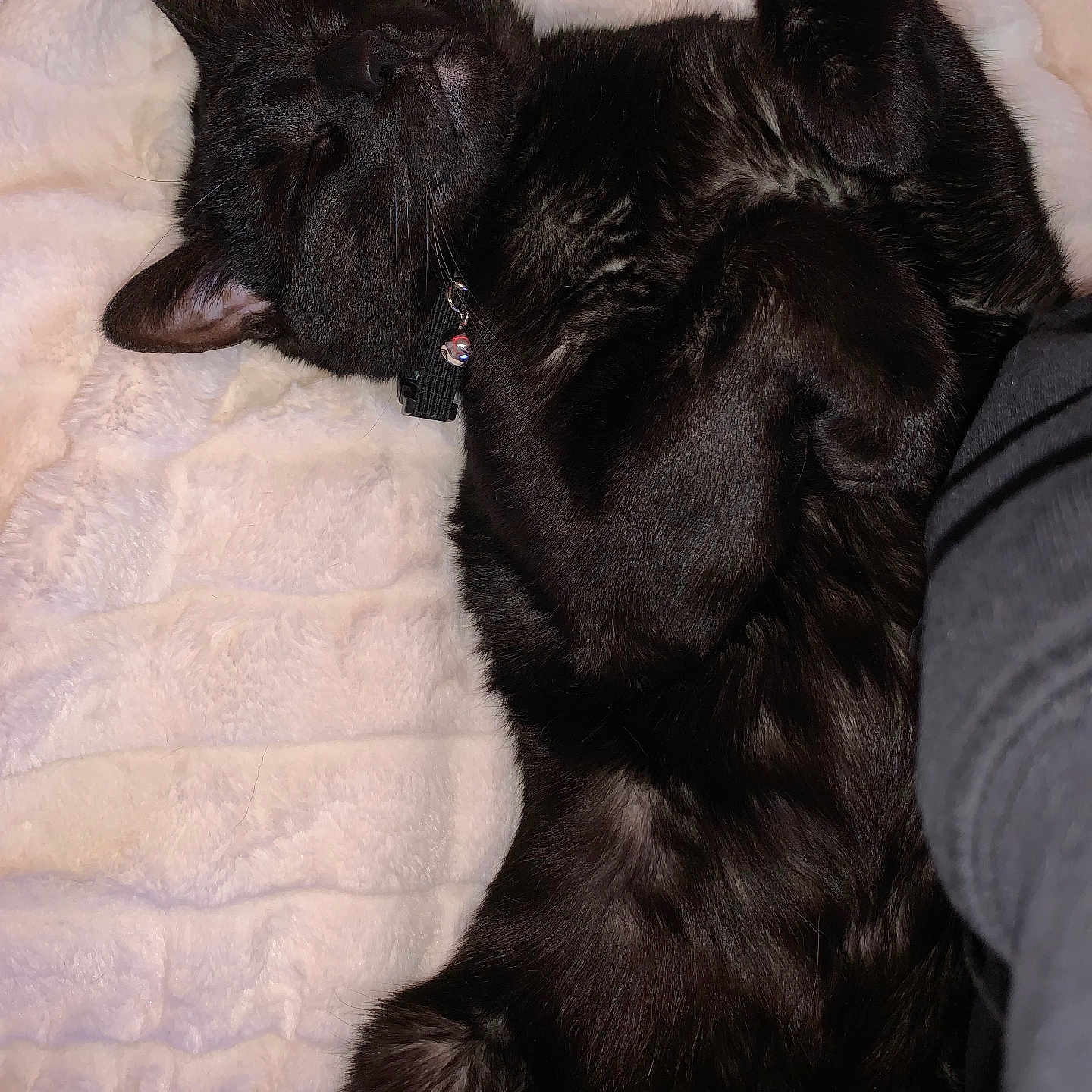 Taters is registered to the contest to win money with this photo: animal, black_cat, blanket, collar, companion, cozy, cute, domestic_cat, feline, fluffy, fur, indoor, nap, paw, pet, relaxed, resting, sleeping, soft_texture, whiskers