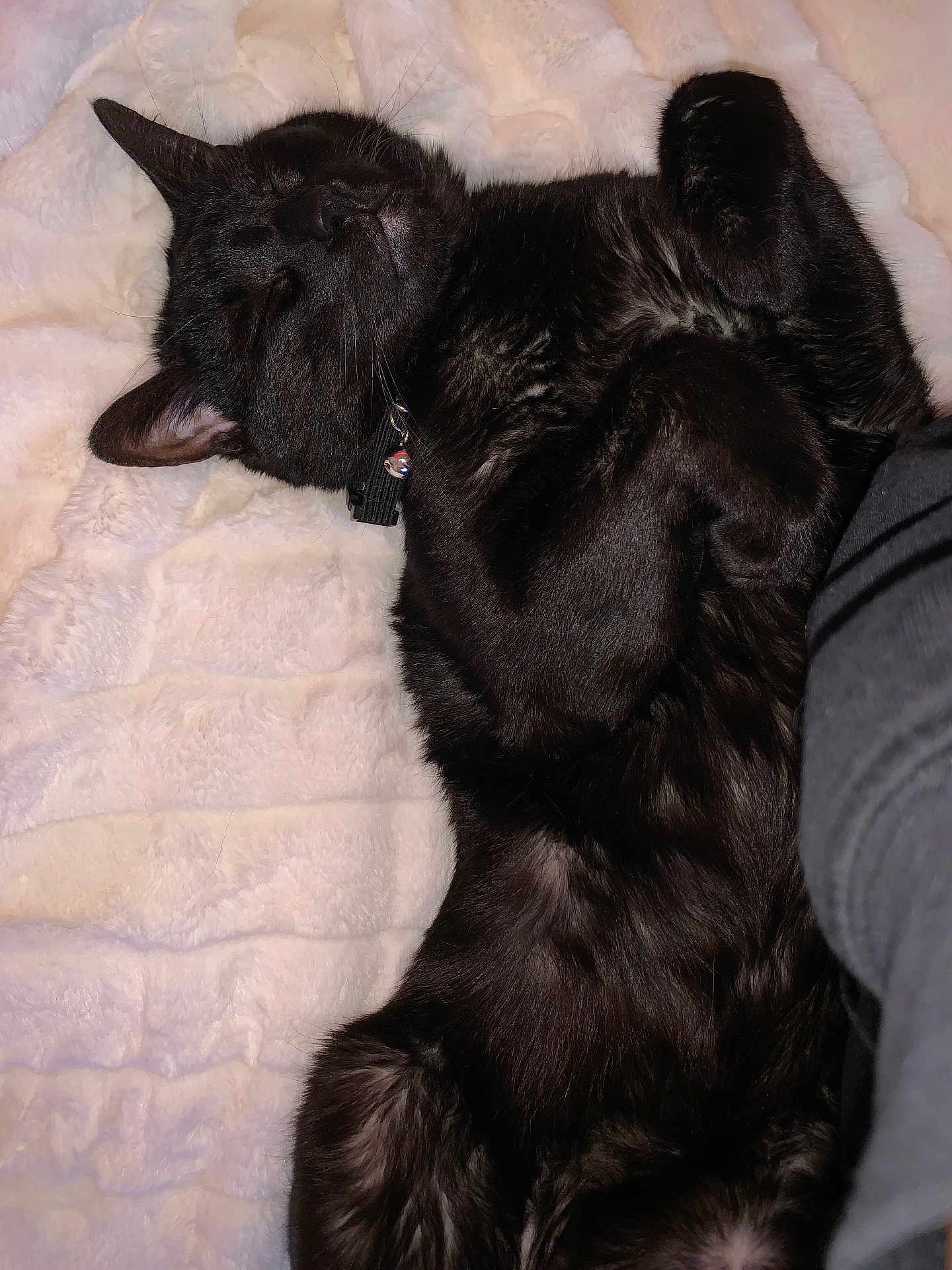 Taters is registered to the contest to win money with this photo: black_cat, sleeping, pet, feline, fluffy, cozy, blanket, indoor, animal, resting, cute, domestic_cat, fur, whiskers, collar, relaxed, soft_texture, paw, nap, companion