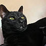 Taters joined the competition — help win amazing prizes! black_cat, cat, pet, close_up, yellow_eyes, fur, whiskers, ear, animal, mammal, indoor, portrait, looking_away, feline, cute, domestic_cat, relaxed, head, face, alert