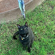 Taters joined the competition — help win amazing prizes! cat, black_cat, grass, outdoor, toy, fish_toy, green_eyes, animal, pet, curious, sitting, nature, playful, collar, bell, attention, looking_up, feline, whiskers, daylight
