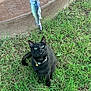 cat, black_cat, grass, outdoor, toy, fish_toy, green_eyes, animal, pet, curious, sitting, nature, playful, collar, bell, attention, looking_up, feline, whiskers, daylight