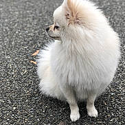 Amina joined the competition — help win amazing prizes! animal, asphalt, calm, canine, companion, curious, cute, dog, fluffy, fur, nature, outdoor, pet, pomeranian, portrait, side_view, sitting, small_dog, texture, white