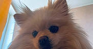 Amina is registered to the contest to win money with this photo: animal, canine, close_up, curtain, cute, dog, domestic_animal, ears, face, fluffy, fur, house, indoor, nose, pet, pomeranian, portrait, soft_light, whiskers, window